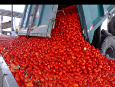 ایجاد کارخانه فرآوری و خرید تضمینی گوجه فرنگی