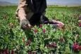 سرمایه‌گذاری برای رونق گیاهان دارویی در خراسان شمالی