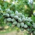 توسعه درختکاری و فضای سبز با درختان کم آب بر