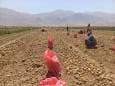 آغاز برداشت سیب زمینی بهاره از مزارع روستای قلعه سلیم