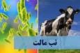 بیش از ۴۰۰ مورد ابتلا به تب مالت در سال گذشته