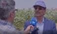 ایران در آستانه خودکفایی در تولید بذر