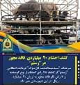 کشف احشام فاقد مجوز در شهرستان رستم