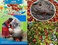 ثبت جشنواره هلی ترشی به عنوان بیست و یکمین رویداد گردشگری