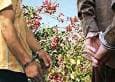 سارق پسته‌های خندان، گریان شد