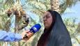 برداشت خرما در استان بوشهر