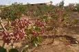 برداشت ۸۷۰ تن پسته در جغتای