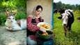 پخت غذای سنتی شیرین قاتوق در روستا‌های رامسر (فیلم)
