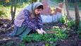 پخت خورشت کدو حلوایی توسط بانوی روستایی (فیلم)