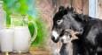 خواص شیر الاغ برای سلامت بدن و زیبایی