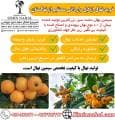 خرید نهال ازگیل اصل و پربار - طعم تازه باغداری را تجربه کنید