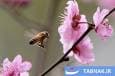 جشنواره شکوفه‌های گیلاس سیدنی ۲۰۲۵؛ زیبایی در دل باران