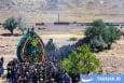 نخل برداری در شهرستان تفت یزد