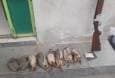 دستگیری دو شکارچی غیرمجاز کبک در شهرستان بیجار
