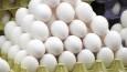 افزایش ۱۰۰ درصدی صادرات تخم مرغ خوراکی از استان مرکزی