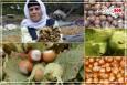 اینفوگرافیک| جزئیات برداشت فندق در گیلان