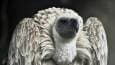 South African breeding program welcomes new baby vultures (PHOTOS, VIDEO)