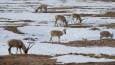 Chinese scientists deploy robotic antelope in Tibet (VIDEO)