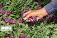 پنج هزار هکتار از اراضی شهرستان دلگان زیر کشت گیاهان دارویی رفت