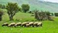 چرای دام بدون پروانه؛ تخلفی قانونی