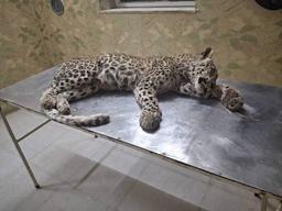 تلفشدن یک پلنگ ایرانی در صالحآباد