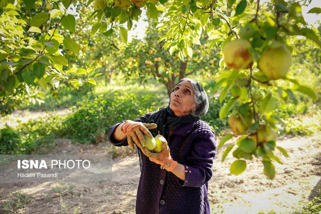 لرستان دارای ۴۲ هزار هکتار باغ مثمر است