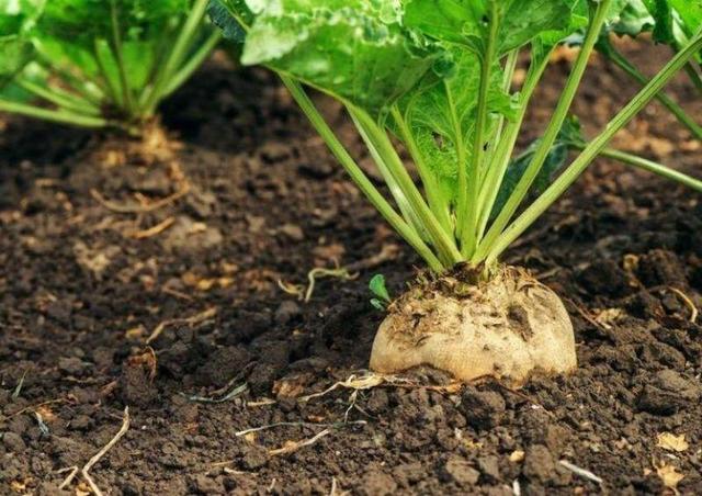 پیش بینی تولید ۲.۶ میلیون تن چغندر قند پاییزه