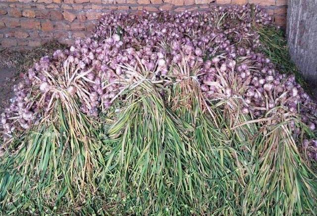 سیر سرخ بشاگرد؛ محصولی ارگانیک حاصل از کشت «سنتی و کُرتی»