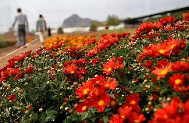 اینجا هلند ایران است | آغاز جشنواره گل در هلند ایران