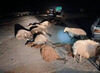 تلف شدن ۱۲ راس گوسفند در تصادف جاده انابد به درونه بردسکن