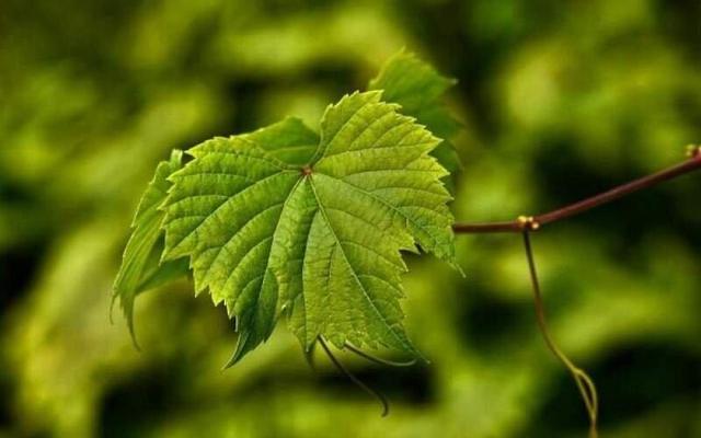 ببینید | تاثیر عجیب برگ انگور بر بدن