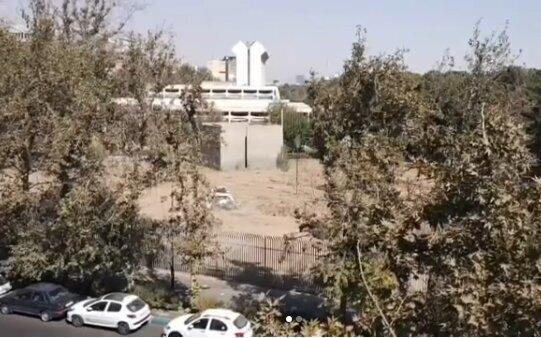 واکنش مدیر موزه فرش به خبر قطع درختان در این موزه: فقط سه چنار خشکشده را حذف کردیم