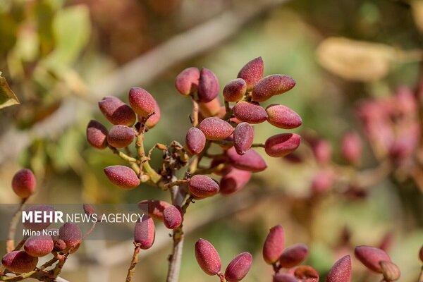 ایران در جمع ۳ کشور برتر تولیدکننده پسته جهان