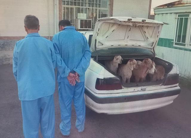 سارقان احشام در بیلهسوار دستگیر شدند