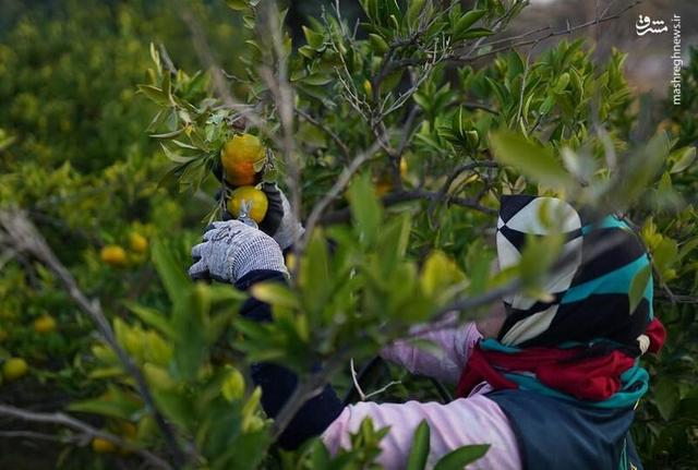 عکس/ برداشت نارنگی در هاشمآباد گرگان