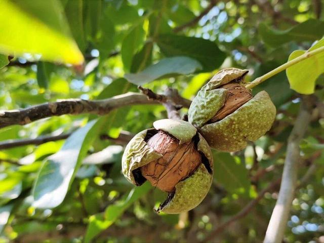 برداشت محصول از باغهای گردو استان فارس پایان یافت/ برداشت ۱۴ هزار تن گردو