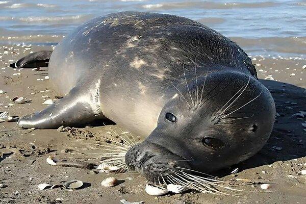 افزایش شمار تلفات فکهای خزری به ۶۰ قلاده در سواحل گیلان