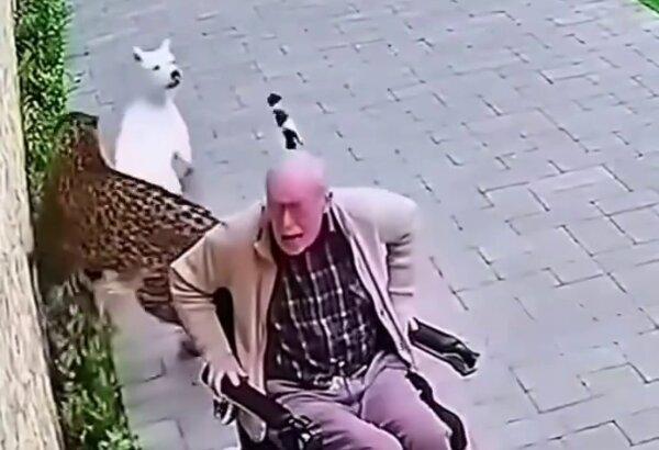 ببینید | حمله سگ قهرمان به پلنگ بعد از حمله به پیرمرد ویلچرنشین