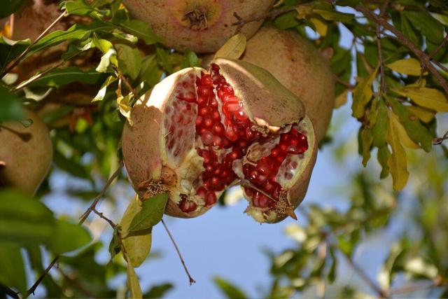 این شهرها بهترین انار ایران را دارند + ویدئو