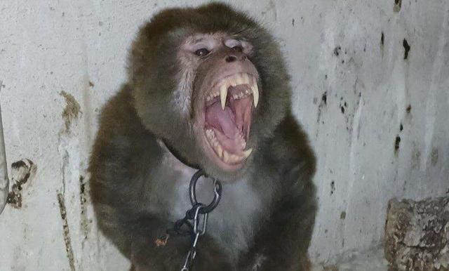 ژانر وحشت در آمریکا! + ویدئو | میمونهای وحشی سرگردان بعد از تصادف