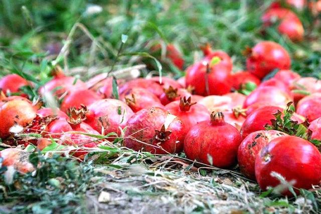 پیشبینی افزایش ۲۰ هزار تنی تولید انار در سالجاری