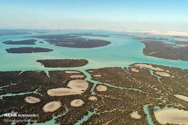 سفری متفاوت به جنگلی درون دریا و درختانی که بلور نمکی تولید میکنند