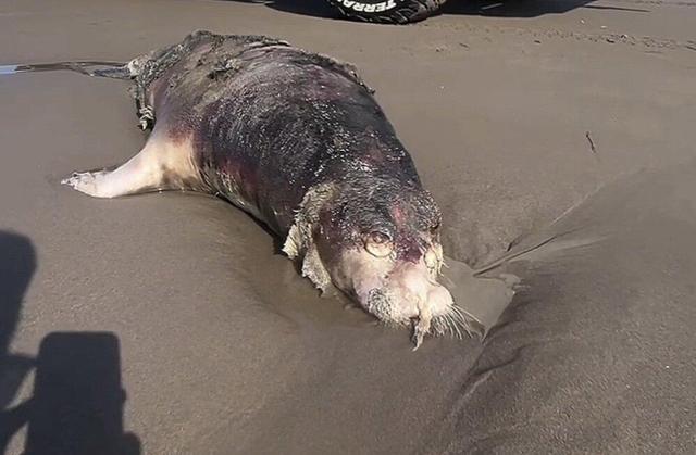 فوک خزری در سواحل گیلان تلف شدند؛ آغاز گشت مشترک پایش در خزر