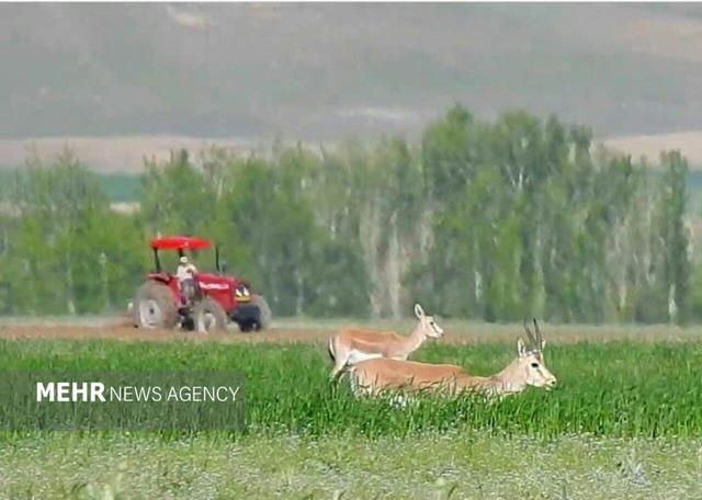 جمعیت آهو در دشت های زنجان ۸ درصد رشد دارد