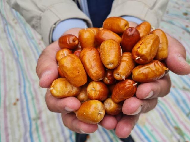 توسعه باغات سنجد؛ تجربه موفق در اصلاح الگوی کشت پیرامون دریاچه ارومیه