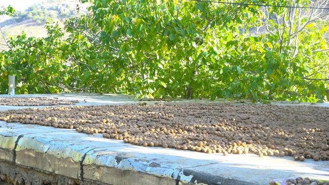 گردوی مرغوب عجب شیر، گرفتار خام فروشی