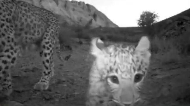 زادآوری پلنگایرانی در عباسآباد نایین برای دهمین سال + فیلم