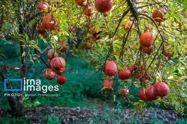 محصول انار ۹۰ درصد از باغهای زیرکشت گیلان برداشت شد