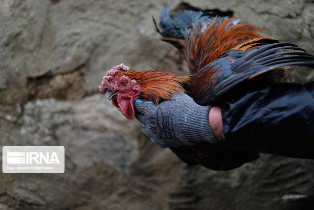 اجرای تمرین پدافند غیرعامل و مقابله با آنفلوآنزای پرندگان در قشم