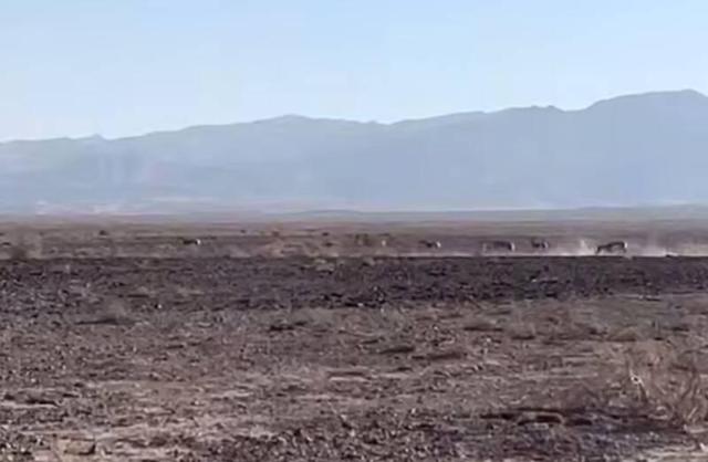 فیلم/ احیای جمعیت گور ایرانی در پارک ملی کویر